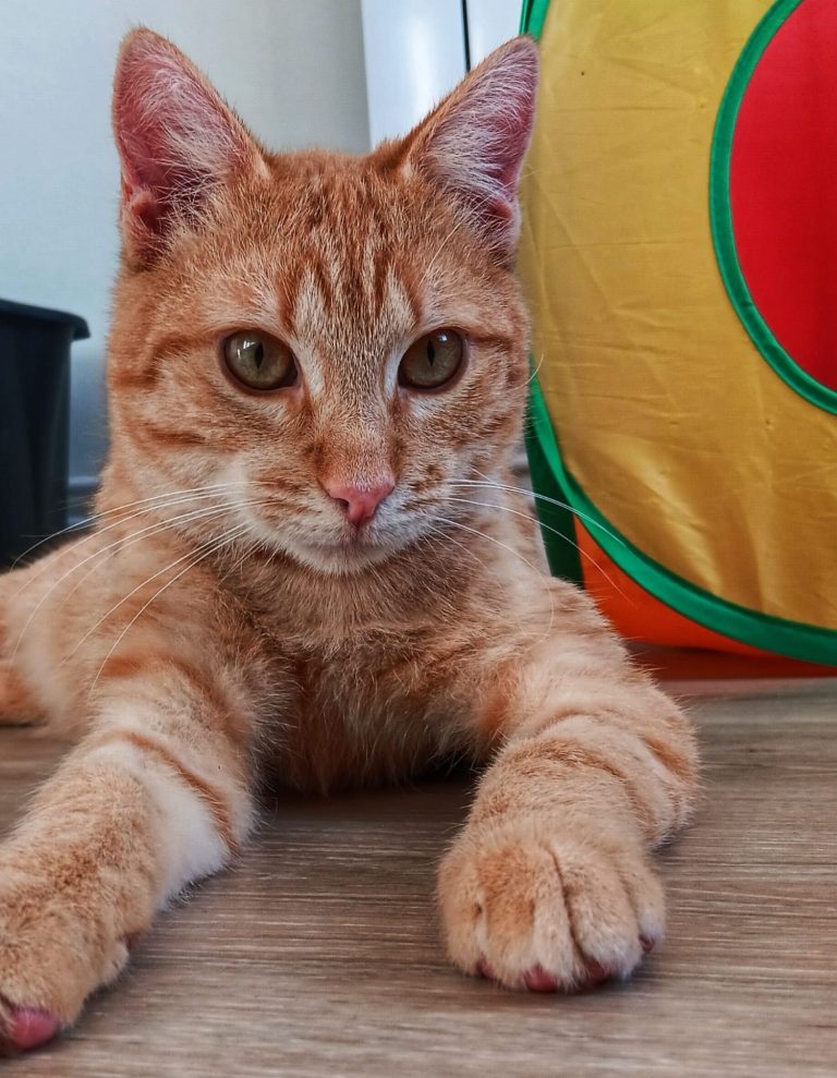 Gato anaranjado